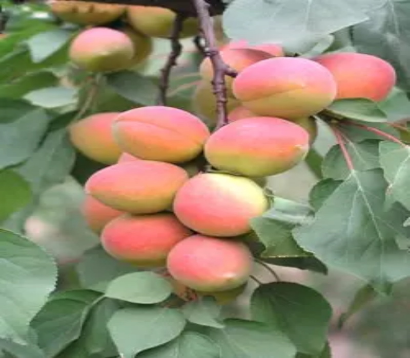 荷兰香蜜杏树苗果面红个头大高产的新杏苗新品种