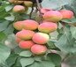 特早熟一号杏树苗新品种介绍大全又大又甜的杏树