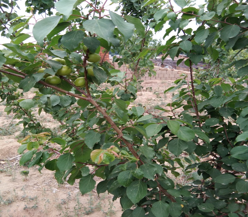 河北沧特早熟一号杏树苗荷兰香蜜杏树苗荷兰香蜜杏苗