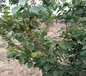 安徽安庆8公分杏树苗2公分的杏树苗价格杏苗新品种