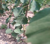 5公分凯特杏树果面红个头大高产的新珍珠油杏苗图片0