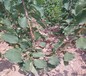 新疆北屯6公分凯特杏树2公分的杏树苗价格晚红杏苗