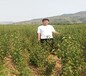 晚熟杏树苗新推广的新品种新品种杏树苗价格