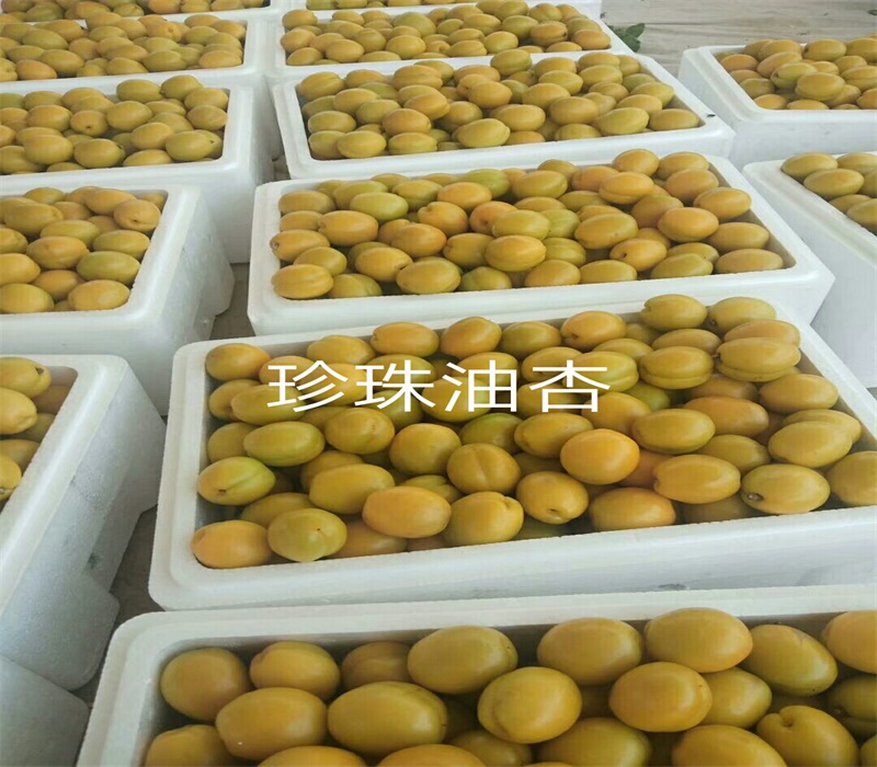 5公分凯特杏树果面红个头大高产的新珍珠油杏苗