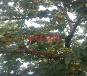 5公分凯特杏树品种优良的杏树苗杏苗新品种图片5