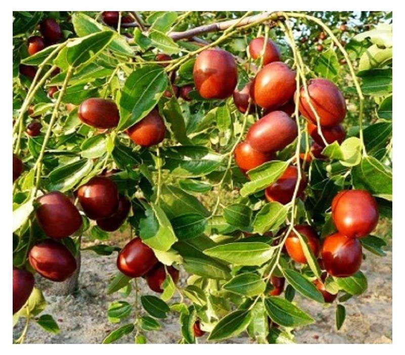 两年胎里红枣树苗 种植要领	求购枣树苗