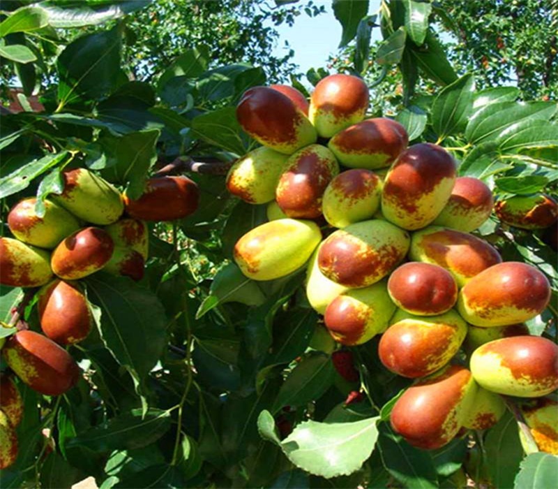 两年圆铃枣树苗栽培养护	枣树苗价格