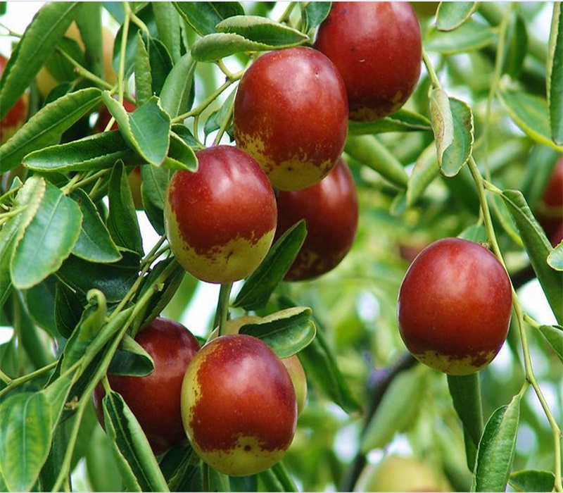 两年胎里红枣树苗 种植要领	求购枣树苗