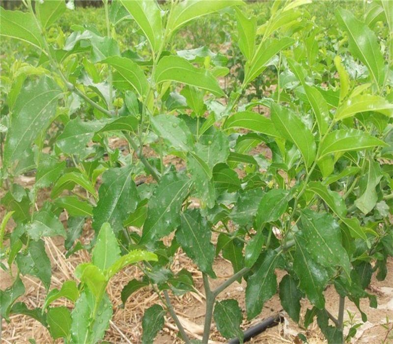 两年胎里红枣树苗 技术基地	枣树苗批发