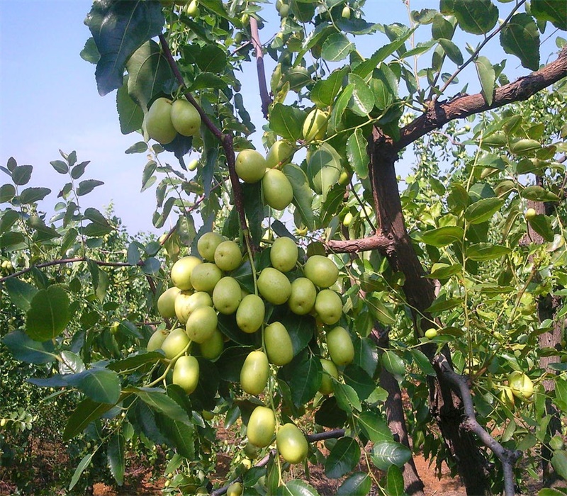 两年胎里红枣树苗 品种介绍小枣树苗,黑枣树苗