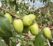 两年早脆王枣树苗种植要领	求购枣树苗图片1