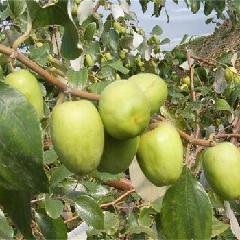 两年大柿饼枣树苗品种介绍枣树苗批发