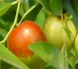 两年二代冬枣苗几月份种植成活率高	冬枣树苗价格