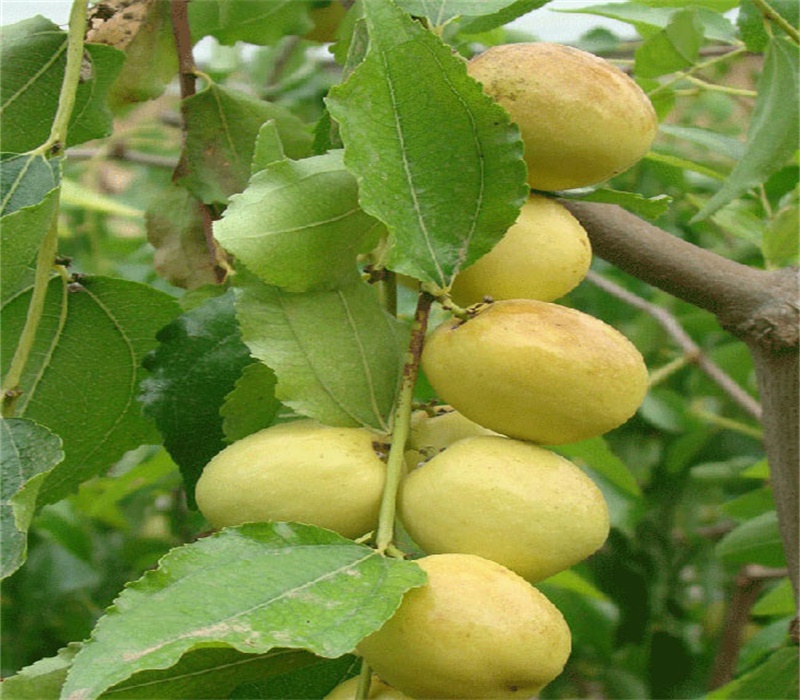 两年胎里红枣树苗 种植要领	求购枣树苗