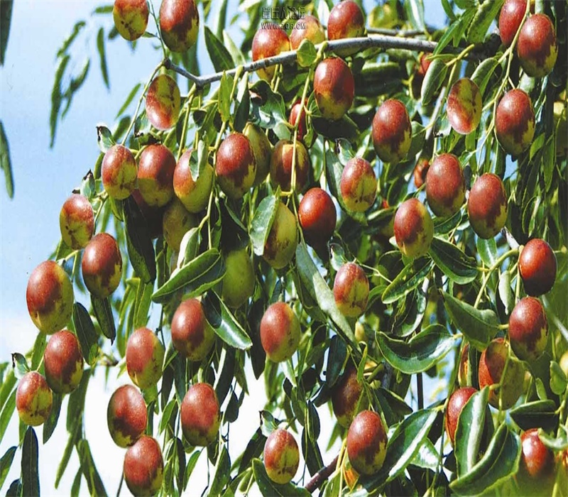 两年葫芦枣树苗栽培养护	求购枣树苗