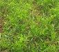 两年龙须枣树苗品种介绍枣树苗价格