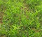 两年胎里红枣树苗几月份种植成活率高	小枣树苗,黑枣树苗