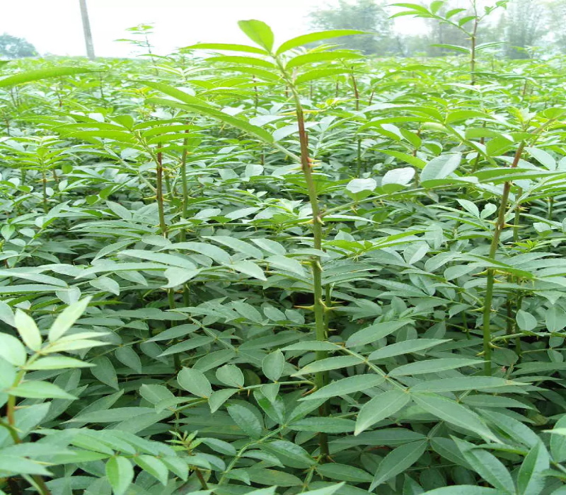 河北高邑花椒苗价格种植成活率高	地试与土质的要求