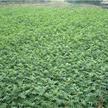 花椒苗价格种植成活率高	花椒苗基地