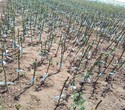 江苏通州区无刺花椒苗一公分花椒苗地试与土质的要求