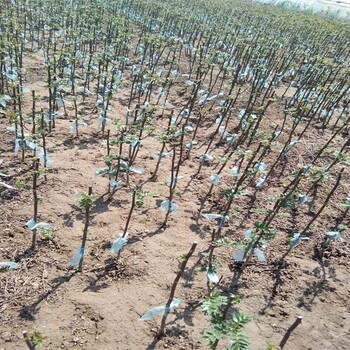 山东薛城区出售花椒苗结果早丰产性强	地试与土质的要求