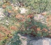 黑龙江向阳区红花椒苗种植	花椒苗基地图片1