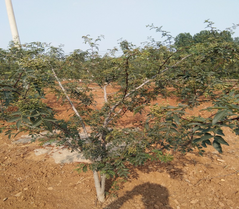 黑龙江向阳区红花椒苗种植	花椒苗基地