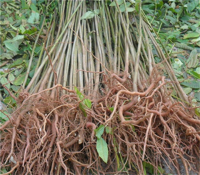 浙江香椿苗种植方法大规格占地香椿树