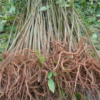 辽宁香椿苗种植方法大规格占地香椿树
