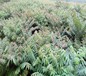 西藏香椿苗种植推广中心大棚香椿亩产