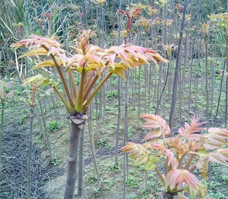 贵州香椿苗现挖现卖红油香椿树苗供应基地