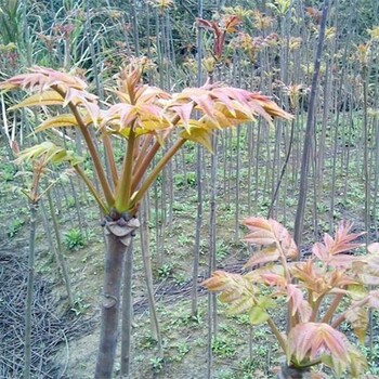 辽宁香椿苗一棵2元红油香椿树苗供应基地