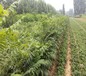 江苏香椿苗种植方法红油香椿树苗供应基地