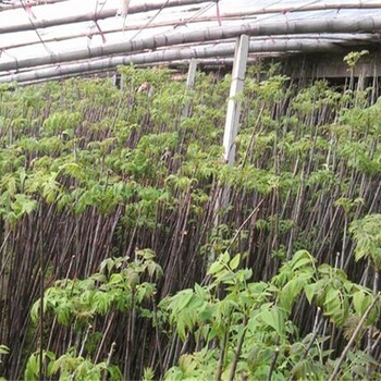 广西香椿苗种植推广中心香椿苗栽培管理