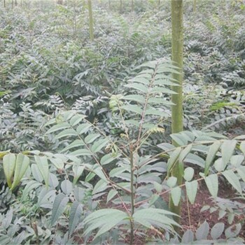 黑龙江香椿苗种植方法绿香椿苗基地