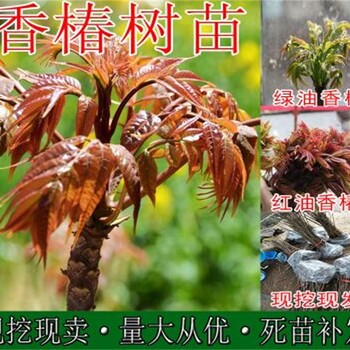 福建香椿苗种植方法香椿苗基地规格全