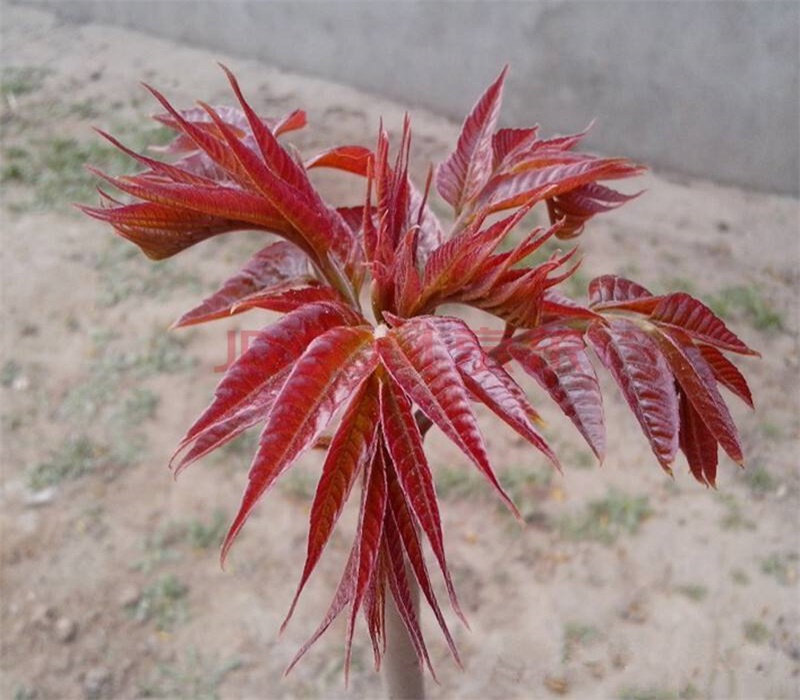 江苏香椿苗种植方法大规格占地香椿树