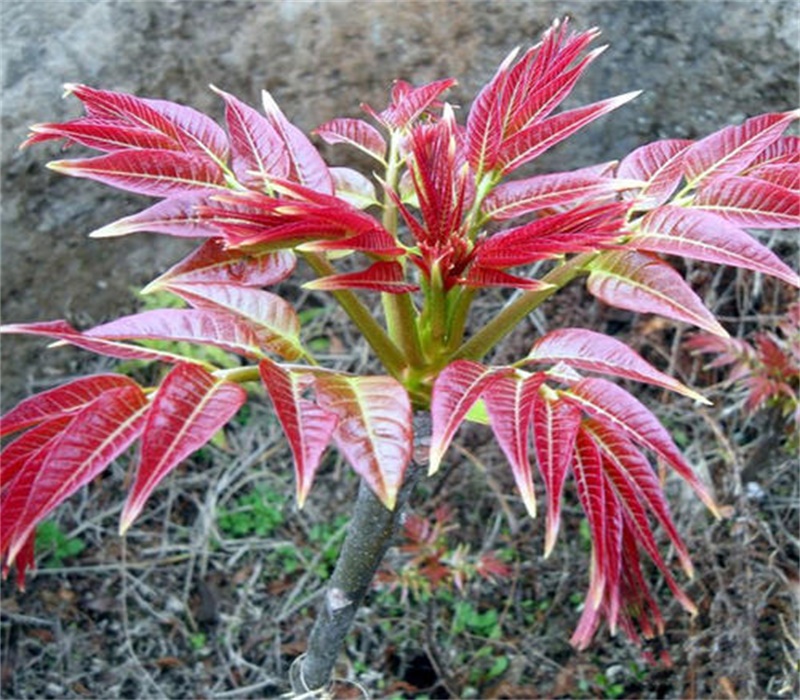 四川香椿苗现挖现卖红油香椿树苗供应基地