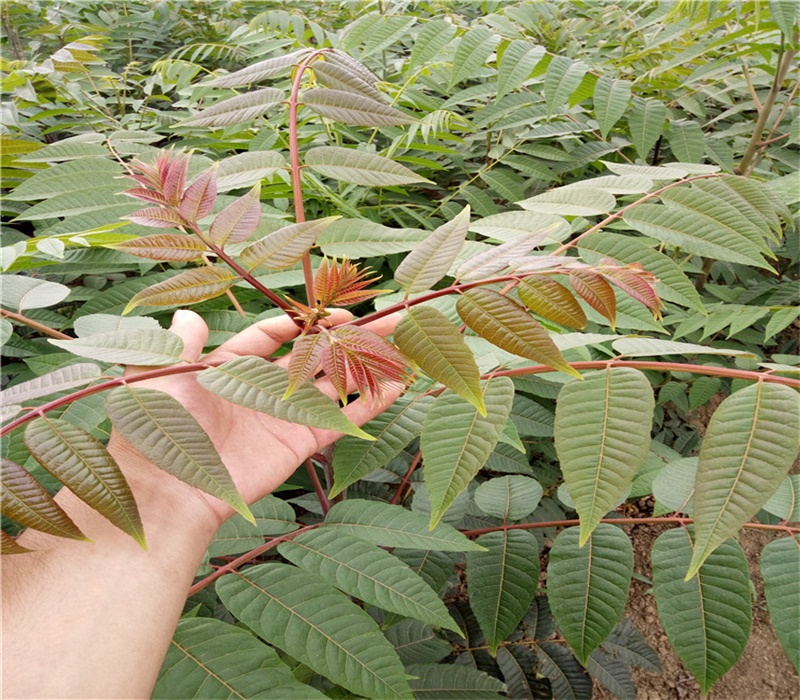 黑龙江香椿苗种植方法大规格占地香椿树