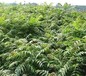 山东香椿苗种植推广中心香椿种子价格