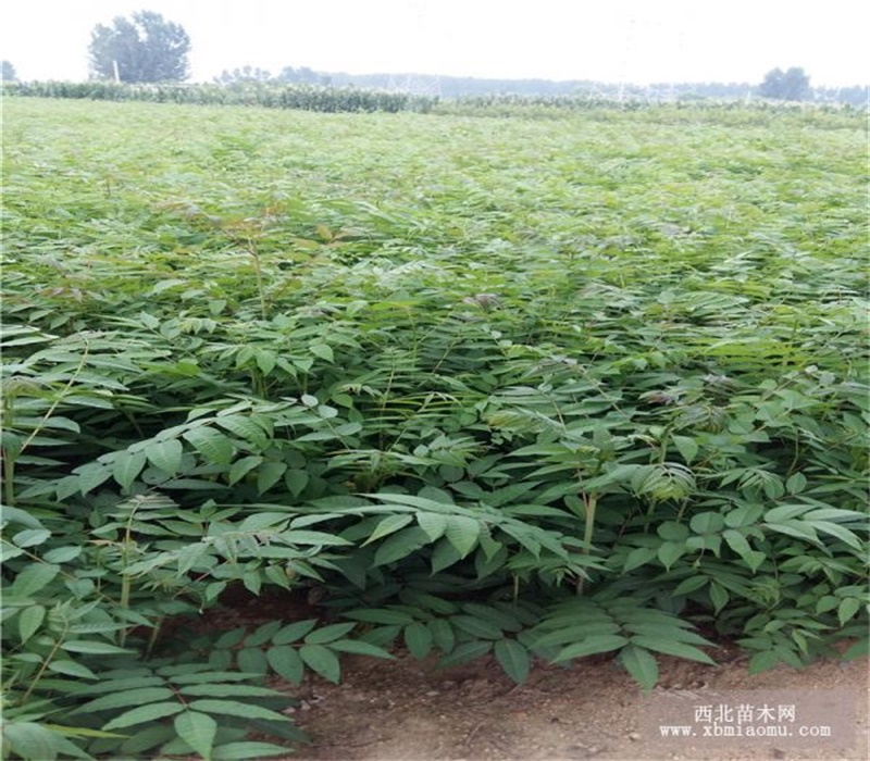 陕西香椿苗种植推广中心红油香椿树苗供应基地