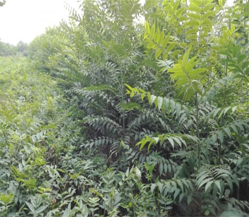 江苏香椿苗种植方法大规格占地香椿树
