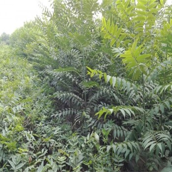 广东香椿苗种植方法绿香椿苗基地