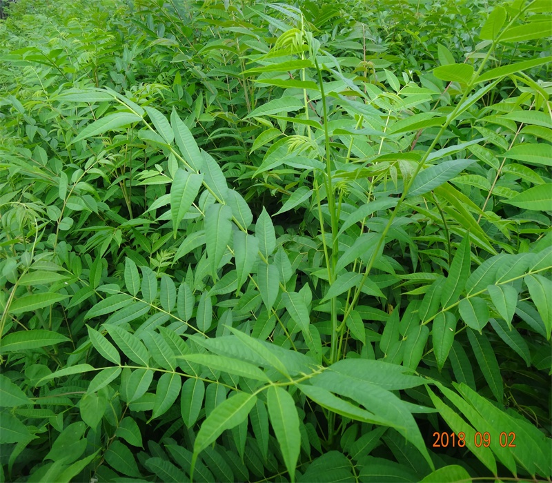 天津香椿苗种植方法大规格占地香椿树