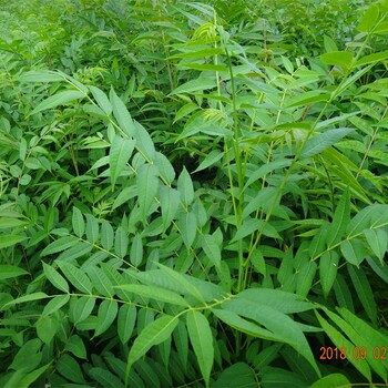 陕西香椿苗种植推广中心红油香椿树苗供应基地