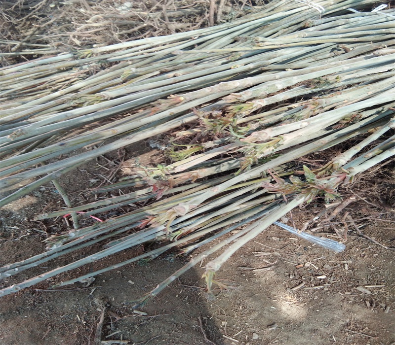 江苏香椿苗种植方法大规格占地香椿树