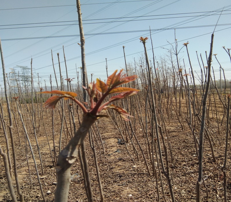 青海香椿苗种植方法香椿苗基地规格全