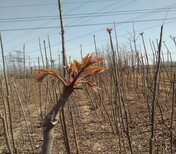 湖北香椿苗种植推广中心香椿种子价格图片0
