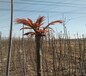 青海香椿苗种植方法大棚香椿亩产