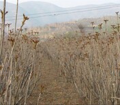 江苏香椿苗种植方法大规格占地香椿树图片1